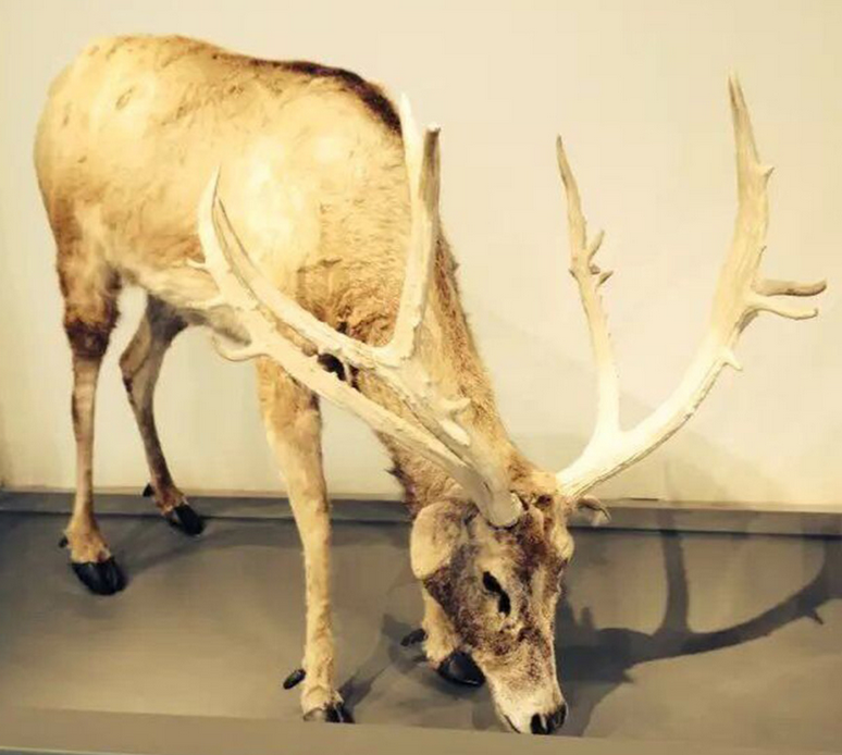 玻璃鋼動(dòng)物雕塑如何制作 玻璃鋼動(dòng)物雕塑如何制作