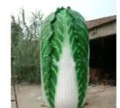 玻璃鋼雕塑哪家好呢 玻璃鋼雕塑哪家好呢