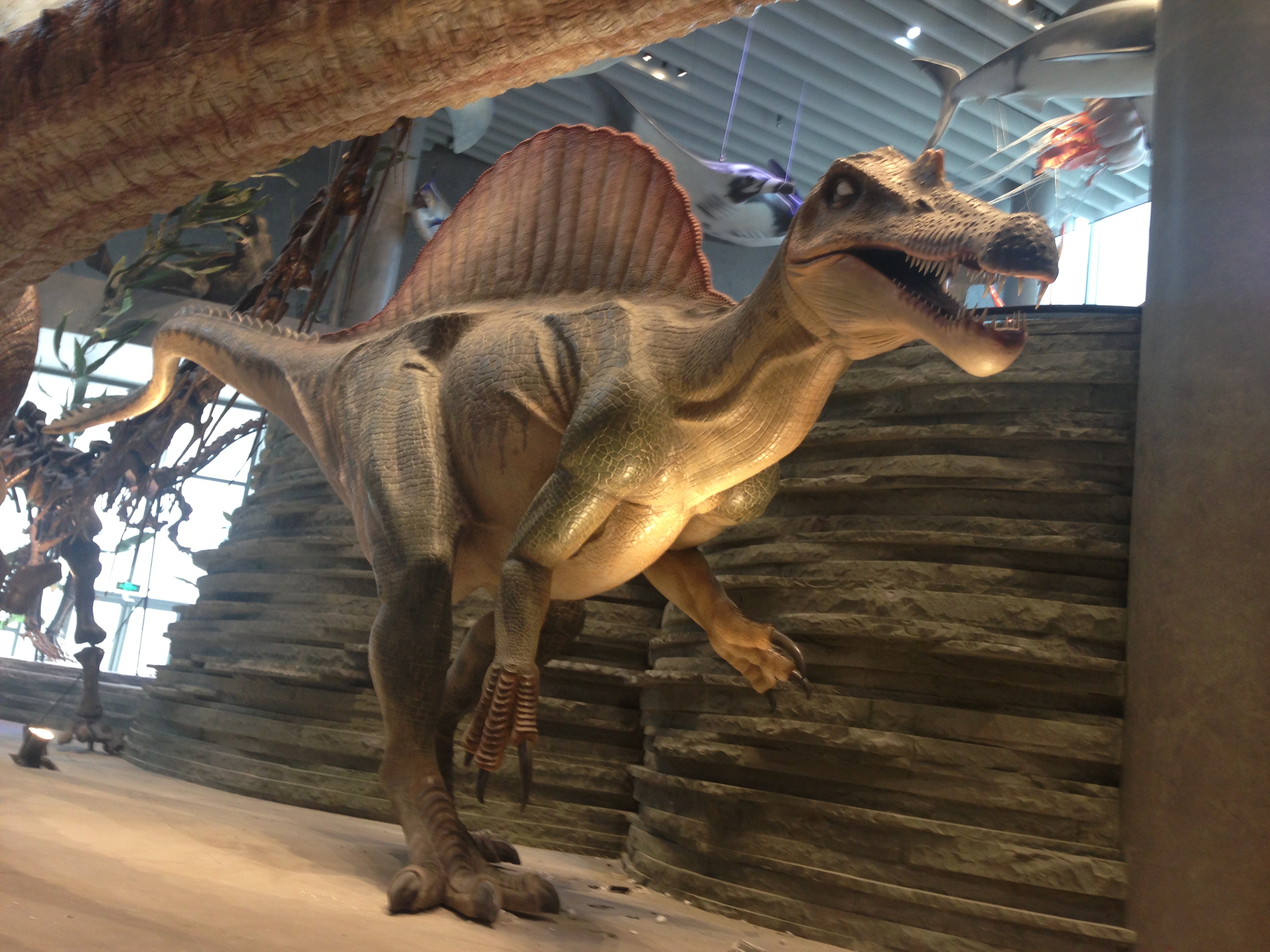 11m長(cháng)恐龍玻璃鋼雕塑